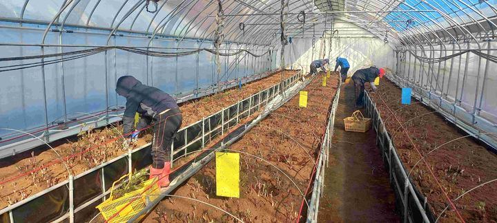 [홍천=뉴시스] 7일 홍천군(군수 신영재)온 입춘 한파에도 홍천의 겨울철 대표적 원예 소득작물인 땅두릅과 딸기가 2월부터 본격 출하되고 있다 고 밝혔다. 홍천군 제공 *재판매 및 DB 금지