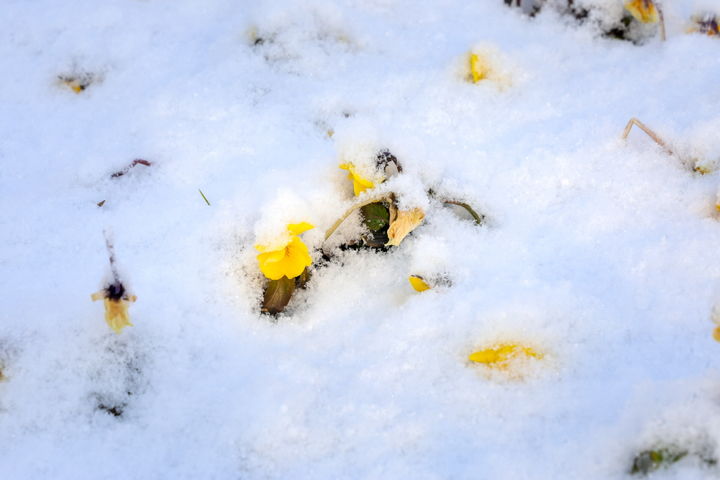 [순천=뉴시스] 7일 흰눈으로 뒤덮인 순천만국가정원에 봄의 전령사 복수초가 눈 사이에 꽃망울을 내밀고 있다. (사진=순천시 제공) 2025.02.07. photo@newsis.com *재판매 및 DB 금지