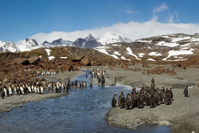 [서울=뉴시스] 사우스조지아 사우스샌드위치 제도에 있는 킹펭귄의 모습 (사진=워싱턴포스트 홈페이지) 2025.02.07 photo@newsis.com *재판매 및 DB 금지