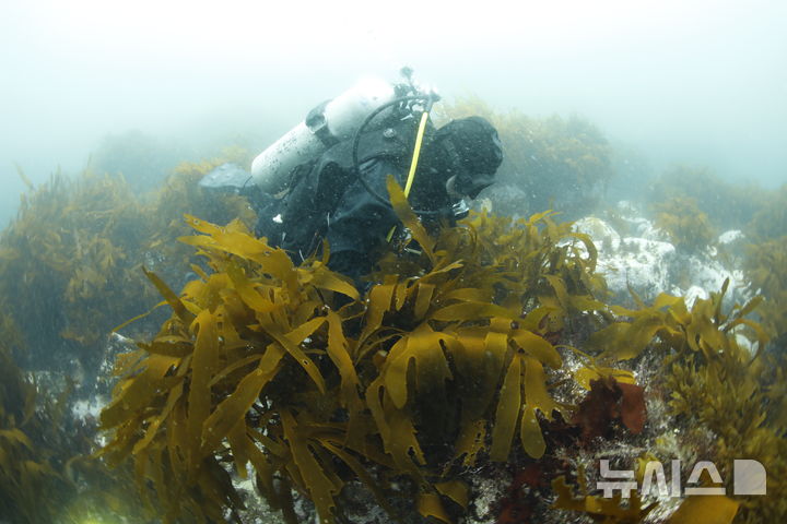 [서울=뉴시스] 바다숲 조성사업.