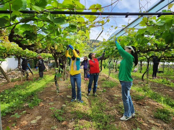영동군 일손이음 기동대 활동 *재판매 및 DB 금지
