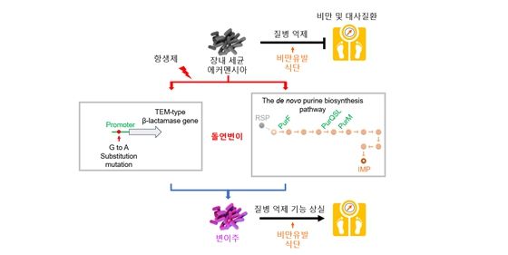 항생제가 인체의 아커만시아를 손상시켜 비만 및 대사질환에 대한 취약성을 증가시키는 기전. (사진=고려대 제공) *재판매 및 DB 금지