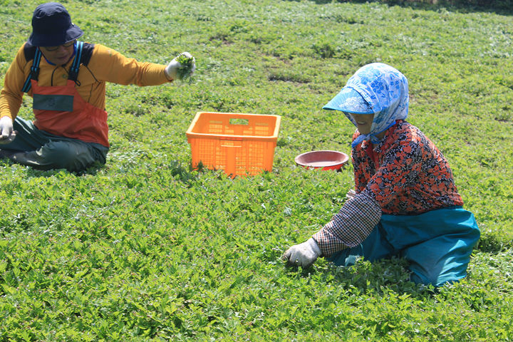 [여수=뉴시스] 여수시 삼산면 거문도에서 농민들이 해풍쑥을 캐고 있다. (사진=뉴시스DB) photo@newsis.com *재판매 및 DB 금지