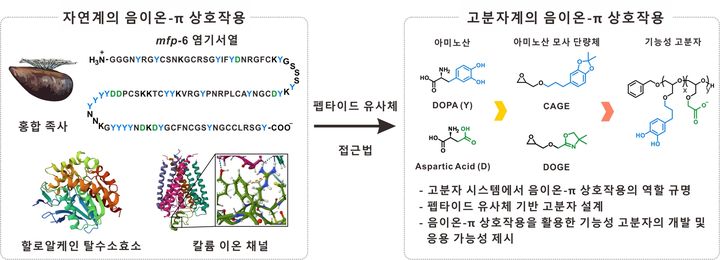 [울산=뉴시스] 구미현 기자 = 홍합 족사 단백질 모방 고분자에서 음이온-π 상호작용이 응집력을 강화하는 핵심원리라는 사실을 규명한 연구그림 (UNIST 제공) photo@newsis.com *재판매 및 DB 금지