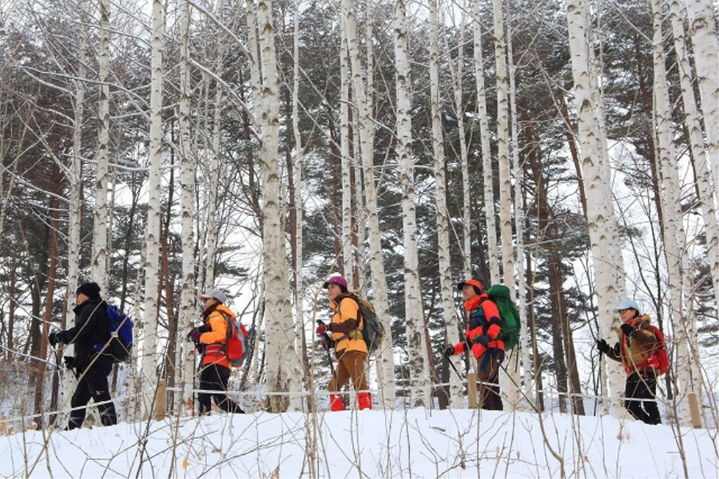 [춘천=뉴시스] 인제 자작나무숲. (사진=인제군 제공) 2025.02.11. photo@newsis.com&nbsp; *재판매 및 DB 금지