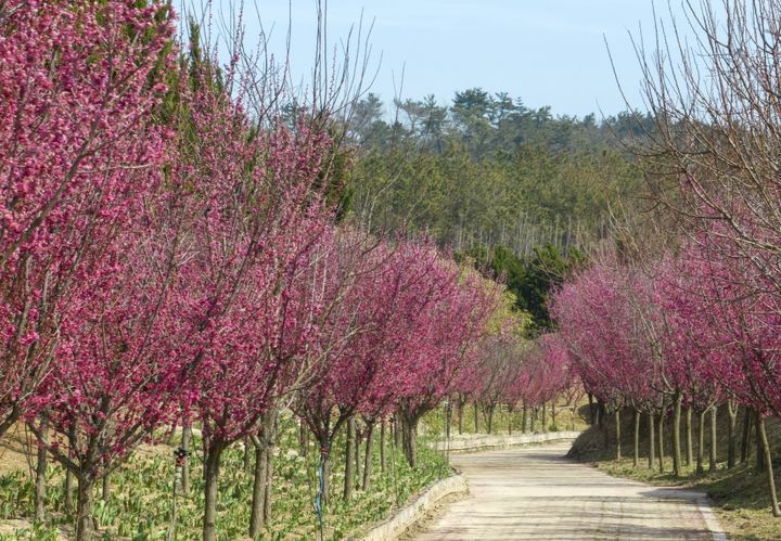 [신안=뉴시스]임자도 홍매화. (사진=신안군 제공) 2025.02.11. photo@newsis.com *재판매 및 DB 금지