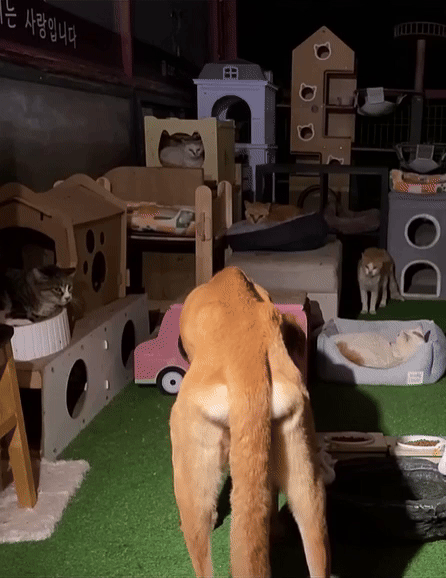 뼈만 남은 앙상한 강아지가 고양이 쉼터를 찾아 사료를 먹는 모습이 포착됐다. (영상=유튜브 채널 '낭만고양이TV') *재판매 및 DB 금지