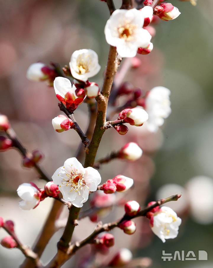 [서귀포=뉴시스] 우장호 기자 = 맑은 날씨를 보인 11일 오후 제주 서귀포시 이중섭미술관 인근에 봄꽃인 매화가 활짝 피어나 지나는 이들의 시선을 끌고 있다. 2025.02.11. woo1223@newsis.com