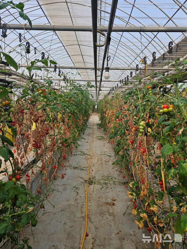 [용인=뉴시스] 토마토뿔나방 해충 피해를 입은 토마토 농가. (사진=용인시 제공) 2025.02.12. photo@newsis.com
