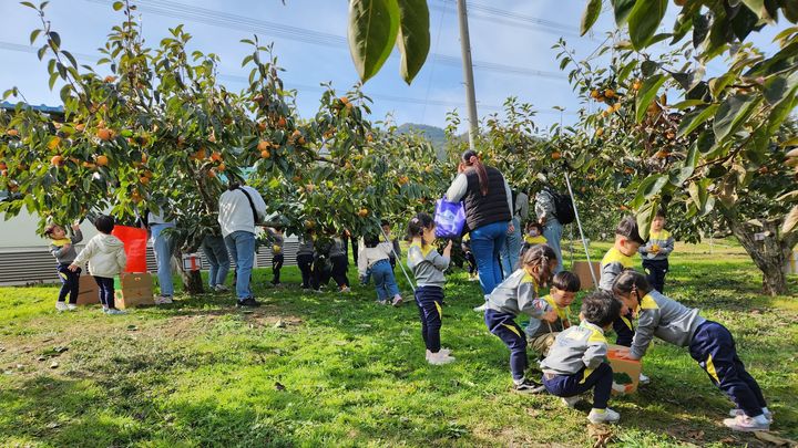 [창원=뉴시스] 강경국 기자 = 경남 창원시 의창구 창원단감테마공원에서 어린이집 원아들이 단감 수확 체험을 하고 있다. (사진=창원시청 제공). 2025.02.12. photo@newsis.com *재판매 및 DB 금지