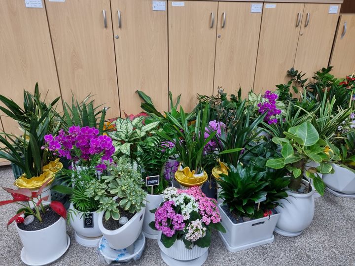 [광주=뉴시스] 광주 동구 직원들은 12일 정기인사 축하 화분 50개를 지역 1인 가구에 반려식물로 후원했다. (사진 = 광주 동구 제공) 2025.02.12. photo@newsis.com *재판매 및 DB 금지