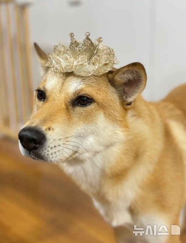 [서울=뉴시스] '이이'의 주인은 소중한 가족이라며 현상금 1000만원을 걸었다. (사진=중국 SNS 'RedNote')