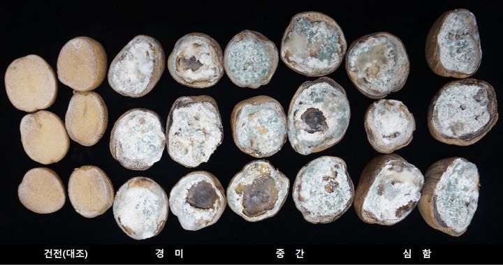 [세종=뉴시스] 농촌진흥청은 안정적으로 봄감자를 생산하기 위한 파종 전 관리 요령을 13일 소개했다. 사진은 속이 검게 변한 흑색심부 증상이 있는 씨감자. (사진=농진청 제공) 2025.02.13. photo@newsis.com *재판매 및 DB 금지