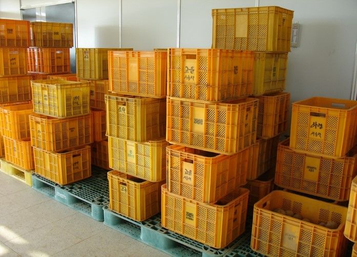 [세종=뉴시스] 농촌진흥청은 안정적으로 봄감자를 생산하기 위한 파종 전 관리 요령을 13일 소개했다. 사진은 상자를 이용해 그늘싹을 틔우는 방법. (사진=농진청 제공) 2025.02.13. photo@newsis.com *재판매 및 DB 금지