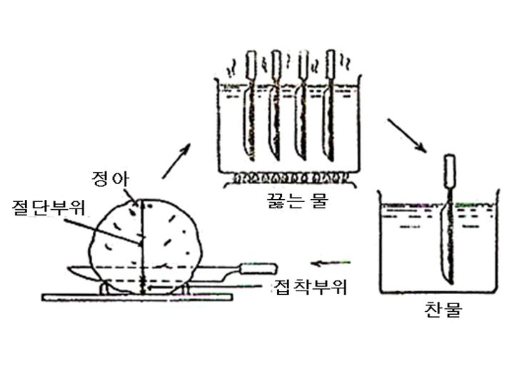 [세종=뉴시스] 농촌진흥청은 안정적으로 봄감자를 생산하기 위한 파종 전 관리 요령을 13일 소개했다. 사진은 칼 소독 방법. (사진=농진청 제공) 2025.02.13. photo@newsis.com *재판매 및 DB 금지