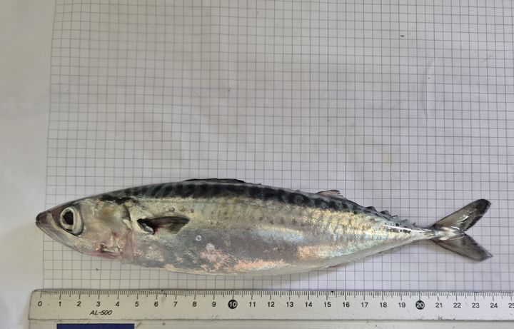 [제주=뉴시스] 제주도 해양수산연구원에서 생산한 고등어 치어. (사진=제주도 제공) 2025.02.13. photo@newsis.com *재판매 및 DB 금지