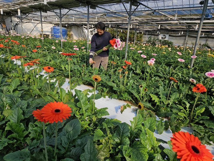 [봉화=뉴시스] 박장춘 봉화군화훼협의회장이 거베라를 수확하고 있다. 2025.02.13. (사진=봉화군 제공) photo@newsis.com *재판매 및 DB 금지