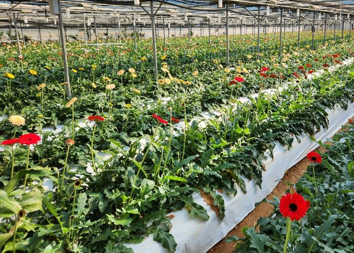  [봉화=뉴시스] 봉화군 화훼 시설하우스 내에 거베라꽃이 활짝 피어 있다. 2025.02.13. (사진=봉화군 제공) photo@newsis.com&nbsp; *재판매 및 DB 금지