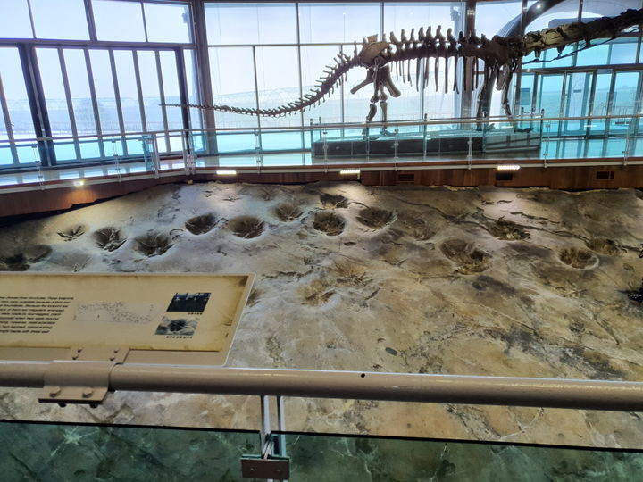 [해남=뉴시스]해남공룡박물관 대형초식공룡발자국 화석. (사진=해남군 제공) 2025.02.13. photo@newsis.com *재판매 및 DB 금지