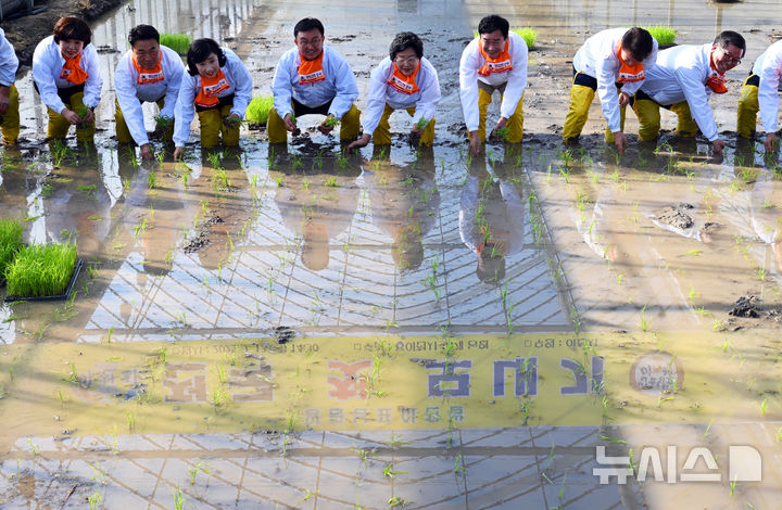 [이천=뉴시스] 김종택 기자 = 13일 경기도 이천시 호법면 한 비닐하우스 논에서 열린 '임금님표 이천쌀 전국 첫 모내기' 행사에서 참석자들이 모를 심고 있다. 이날 모내기에 사용된 벼 품종은 진광벼로 오는 6월에 수확 할 예정이다. (공동취재) 2025.02.13. photo@newsis.com