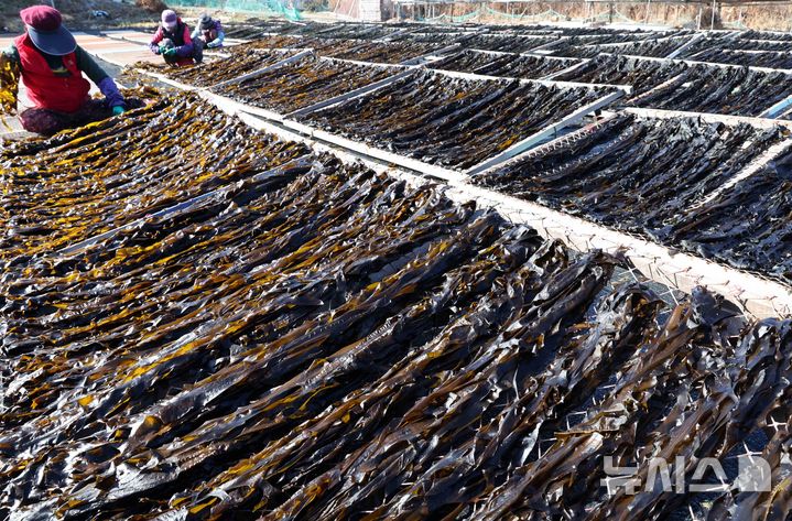 [부산=뉴시스] 하경민 기자 = 평년 기온을 회복한 13일 부산 기장군 죽성리의 한 미역작업장에서 어민들이 손질한 미역을 건조대에 널고 있다. 기장미역은 부산 기장군을 대표하는 특산물로, 다른 지역의 미역에 비해 쫄깃한 맛과 특유의 향이 좋다는 평가를 받고 있다. 2025.02.13. yulnetphoto@newsis.com