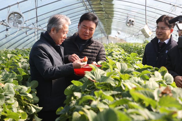 [서울=뉴시스] 사진은 강호동(왼쪽) 농협중앙회장이 지난해 2월13일 경북 고령군에 위치한 농협 보급형 스마트팜 딸기 농가를 방문해 딸기의 생육 상태를 살펴보고 있는 모습. (사진=농협중앙회 제공) 2025.02.13. photo@newsis.com *재판매 및 DB 금지