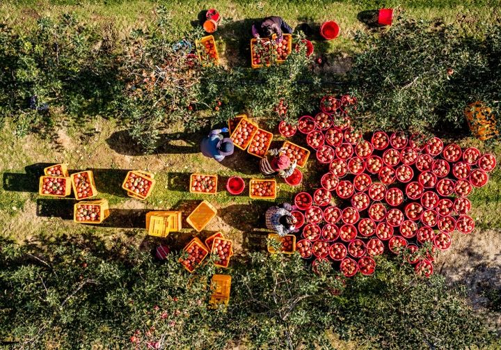  [문경=뉴시스] 문경 감홍사과를 수확하고 있다. 2025.02.14. (사진=문경시 제공) photo@newsis.com *재판매 및 DB 금지