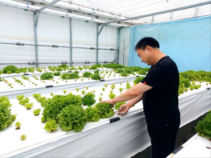 [당진=뉴시스] 지난해 7월 당진시 정미면에 있는 스마트유럽피언채소 재배농가에서 신규농업인 현장실습 교육에 참가한 연수생이 유럽피언채소(이자벨, 로메인, 레드오크 등) 적기수확 현장실습을 하고 있다. (사진=당진시 제공) 2025.02.14. photo@newsis.com *재판매 및 DB 금지