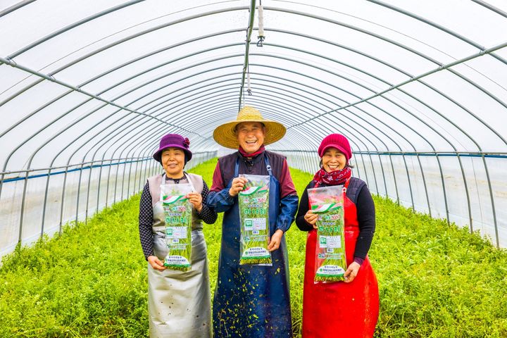 [창녕=뉴시스] 무농약으로 재배한 창녕 화왕산 미나리가 본격 출하를 시작했다. (사진=창녕군 제공) 2025.02.14. photo@newsis.com *재판매 및 DB 금지