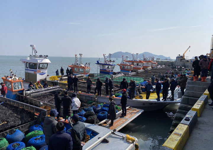 [진도=뉴시스]물김 위판. (사진=진도군 제공) 2025.02.14. photo@newsis.com *재판매 및 DB 금지