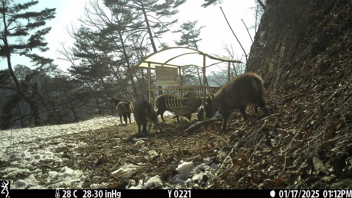 [서울=뉴시스] 산양 먹이급이대에 먹이를 먹는 산양 (사진=국가유산청 제공) 2025.02.14. photo@newsis.com *재판매 및 DB 금지