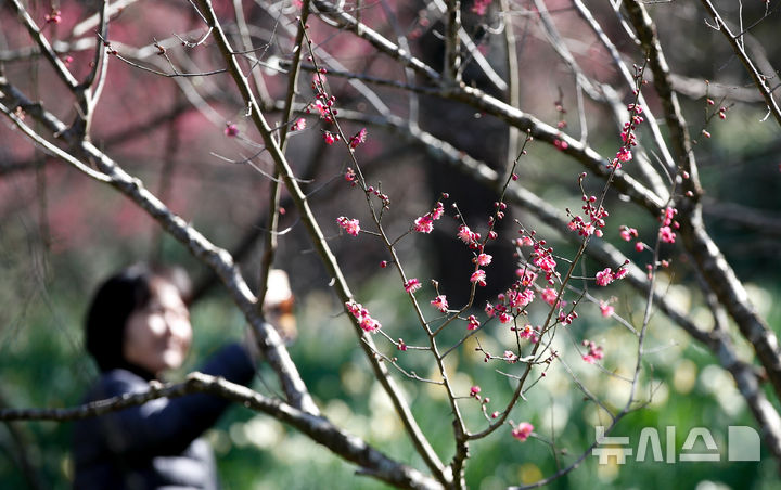 [제주=뉴시스] 우장호 기자 = 맑은 날씨를 보인 14일 오전 제주시 한림공원에 봄꽃인 홍매화와 수선화가 활짝 피어나 시선을 사로 잡고 있다. 2025.02.14. woo1223@newsis.com