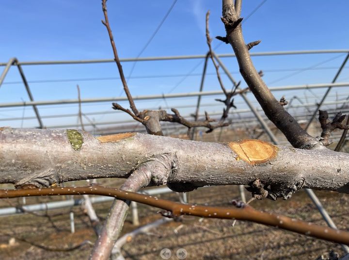 [세종=뉴시스] 배나무 가지 그루터기 제거 후. (사진=농촌진흥청 제공) *재판매 및 DB 금지