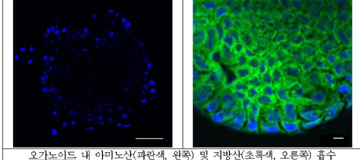 [세종=뉴시스] 사진은 소장의 주요 기능인 영양소 흡수 능력을 확인하기 위해 소장 오가노이드에 파란색 형광물질이 부착된 아미노산과 녹색 형광물질이 부착된 지방산을 처리한 후 형광현미경을 통해 흡수되는 모습. (사진=농진청 제공) 2025.02.18. photo@newsis.com *재판매 및 DB 금지