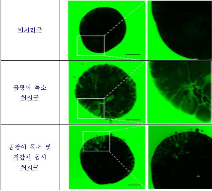 [세종=뉴시스] 사진은 소 소장 오가노이드를 활용해 곰팡이 독소와 저감제의 효과를 확인한 모습. 정상 상태에서는 4kDa 덱스트란이 통과하지 못했으나, 곰팡이 독소 처리 시 장벽이 무너져 내부로 통과됐다. 반면, 곰팡이 독소와 저감제를 함께 처리하면 덱스트란의 일부만 통과했다. 결론적으로 저감제가 장벽 보호에 효과가 있음을 확인했다. (사진=농진청 제공) 2025.02.18. photo@newsis.com *재판매 및 DB 금지