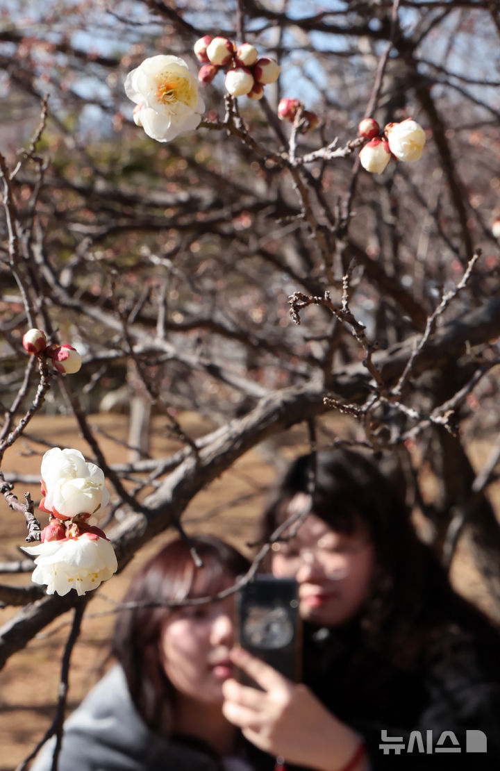 [부산=뉴시스] 하경민 기자 = 절기상 우수인 18일 부산 남구 동명대학교에서 학생들이 꽃망울을 터트린 '봄의 전령' 매화를 구경하고 있다. 2025.02.18. yulnetphoto@newsis.com