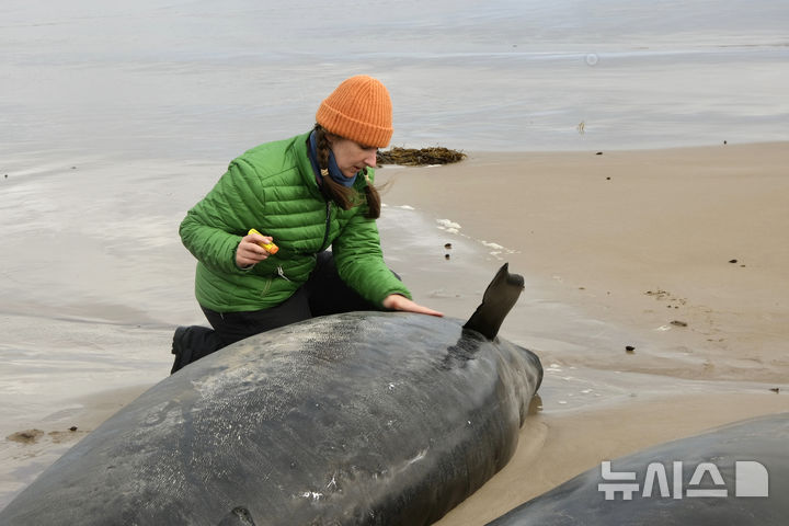 [태즈메이니아=AP/뉴시스] 19일(현지 시간) 호주 태즈메이니아 북서쪽 해변에 흑범고래가 좌초돼 한 여성이 고래를 살펴보고 있다. 2025.02.19.
