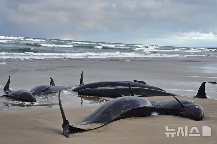 [태즈메이니아=AP/뉴시스] 19일(현지 시간) 호주 태즈메이니아 북서쪽 해변에 흑범고래가 좌초돼 있다. 2025.02.19.