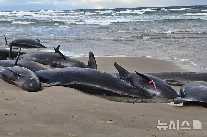 [태즈메이니아=AP/뉴시스] 19일(현지 시간) 호주 태즈메이니아 북서쪽 해변에 흑범고래가 좌초돼 있다. 2025.02.19.