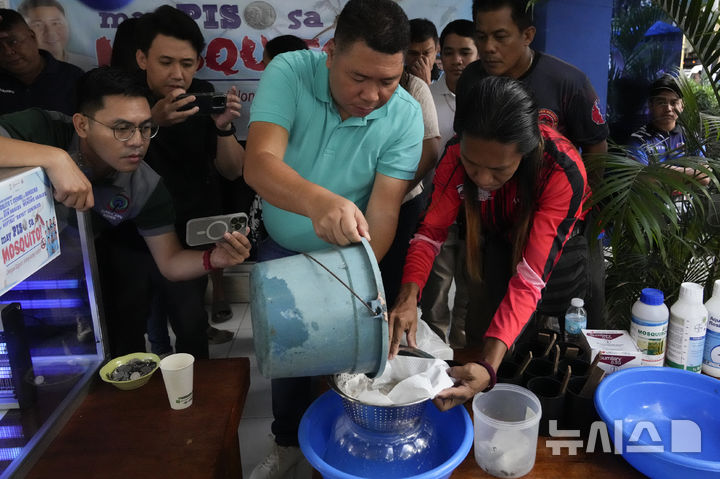 [만달루용=AP/뉴시스] 19일(현지 시간) 필리핀 마닐라 서부 만달루용의 한 마을에서 카를리토 세르날(가운데) 이장이 주민이 잡아 온 모기 유충이 담긴 용기를 채에 붓고 있다. 이 지역에서는 뎅기열 확산을 막기 위해 누구든 모기를 잡아 오는 사람에게 모기나 유충의 생사에 상관없이 5마리당 1페소(한화 약 25원)의 포상금을 지급한다. 마을 이장은 학생 2명이 뎅기열로 사망하자 이 같은 제도를 시행하게 됐다고 밝혔다. 2025.02.19.