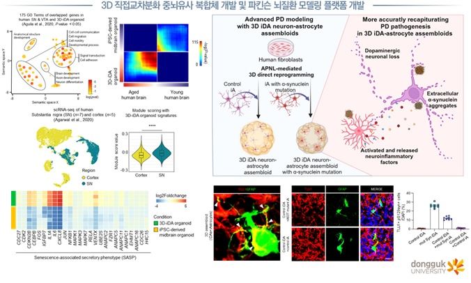 3D 직접교차분화 중뇌유사 복합체 개발 및 파킨슨 뇌질환 모델링 플랫폼 개발 모식도. (사진=동국대 제공) *재판매 및 DB 금지