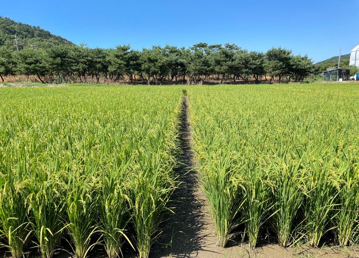 [세종=뉴시스] 농촌진흥청이 개발한 품종인 신동진1(왼쪽)과 신동진이 논에 심겨 있는 모습. (사진=농진청 제공) 2025.02.19. photo@newsis.com *재판매 및 DB 금지