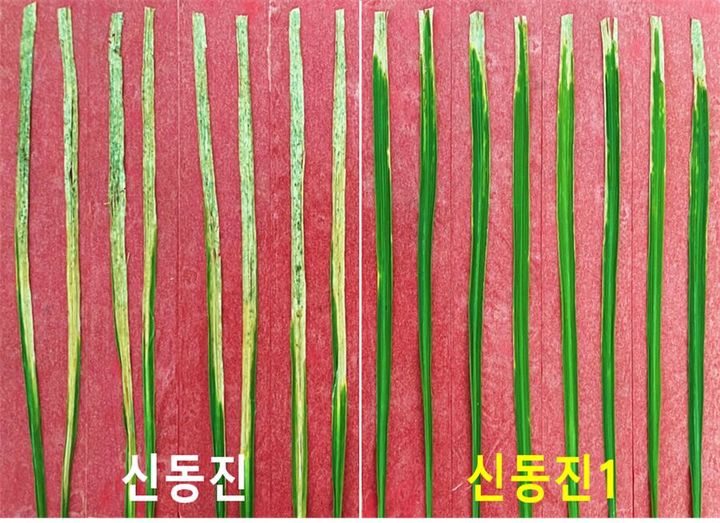 [세종=뉴시스] 농촌진흥청은 '신동진' 벼보다 내병성과 품질이 뛰어난 유래 품종 '신동진1'을 개발했다고 19일 밝혔다. 사진은 각각 신동진1(오른쪽)과 신동진의 벼흰잎마른병 K3a 균계 반응. (사진=농진청 제공) 2025.02.19. photo@newsis.com *재판매 및 DB 금지