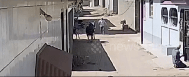 인도의 한 남성이 떠돌이 소에게 공격당했다. (영상=docnhanh) *재판매 및 DB 금지