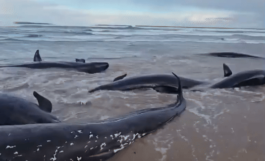 [서울=뉴시스] 호주 태즈메이니아 아서 강 인근 해변에서 좌초된 150여 마리의 흑범고래. (출처=Mengha's back paddock 페이스북 갈무리) 2025.02.19. photo@newsis.com *재판매 및 DB 금지
