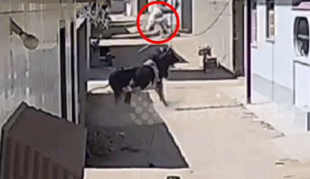 인도의 한 남성이 떠돌이 소에게 공격당했다. (영상=docnhanh) *재판매 및 DB 금지 *재판매 및 DB 금지