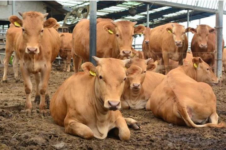 [밀양=뉴시스] 밀양의 한 한우농가 사육장. (사진=밀양시 제공) 2025.02.20. photo@newsis.com *재판매 및 DB 금지