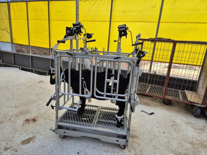 [세종=뉴시스] 농촌진흥청은 염소 사육 농가의 작업 효율성을 높일 수 있는 '다용도 염소 보정틀'을 개발했다고 20일 밝혔다. (사진=농진청 제공) 2024.02.20. photo@newsis.com *재판매 및 DB 금지