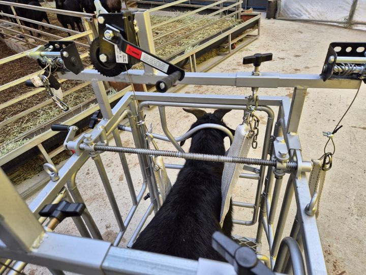 [세종=뉴시스] 농촌진흥청은 염소 사육 농가의 작업 효율성을 높일 수 있는 '다용도 염소 보정틀'을 개발했다고 20일 밝혔다. (사진=농진청 제공) 2025.02.20. photo@newsis.com *재판매 및 DB 금지