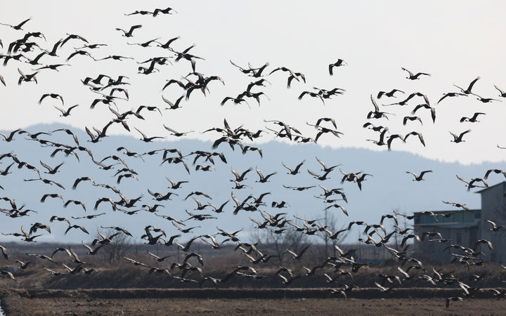 [서산=뉴시스] 지난 2월 19일 천수만을 찾은 흑두루미들이 하늘로 날아 오르고 있다. (사진=서산시 제공) 2025.02.20. photo@newsis.com *재판매 및 DB 금지
